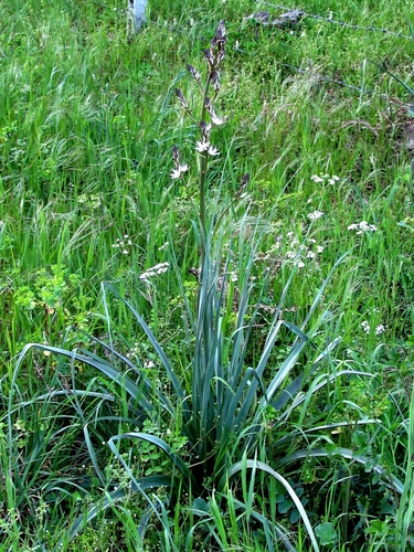 Branched Asphodel