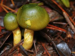 Cortinarius austrovenetus