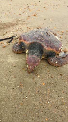 Loggerhead Sea Turtle photographed in New Jersey