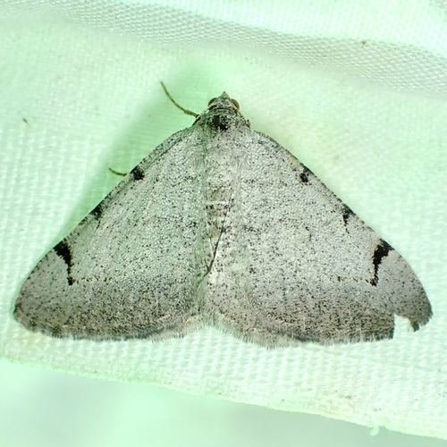 Digrammia triviata photo 5