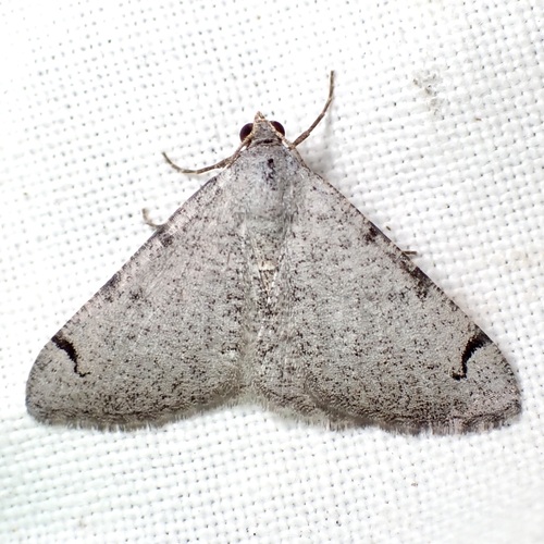 Digrammia triviata photo 3