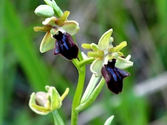 Ophrys sphegodes atrata