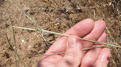 Thinopyrum obtusiflorum