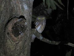 Glaucidium cuculoides