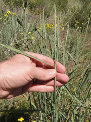 Thinopyrum obtusiflorum