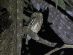Glaucidium cuculoides