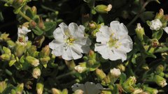 Mirabilis laevis retrorsa