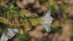 Mirabilis laevis retrorsa