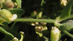 Mirabilis laevis retrorsa