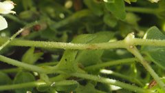 Mirabilis laevis retrorsa