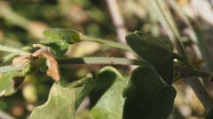 Mirabilis laevis retrorsa