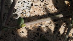 Mirabilis laevis retrorsa