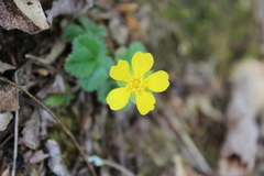 Potentilla canadensis