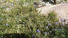 Mirabilis laevis retrorsa