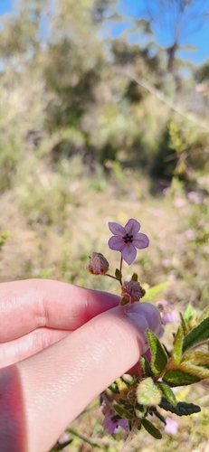 Image of Thomasia petalocalyx by (c) emilyhoskin, some rights reserved (CC BY)