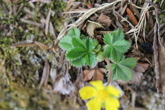 Potentilla canadensis