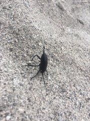 Eleodes eschscholtzii