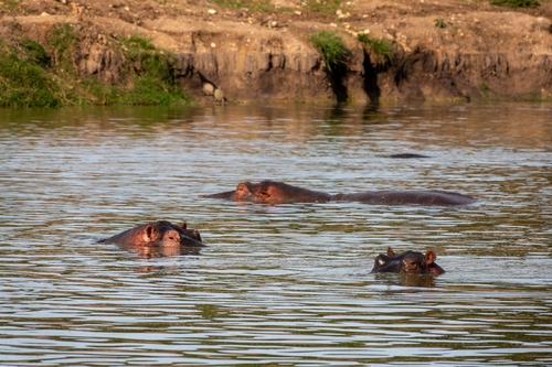 Common Hippopotamus