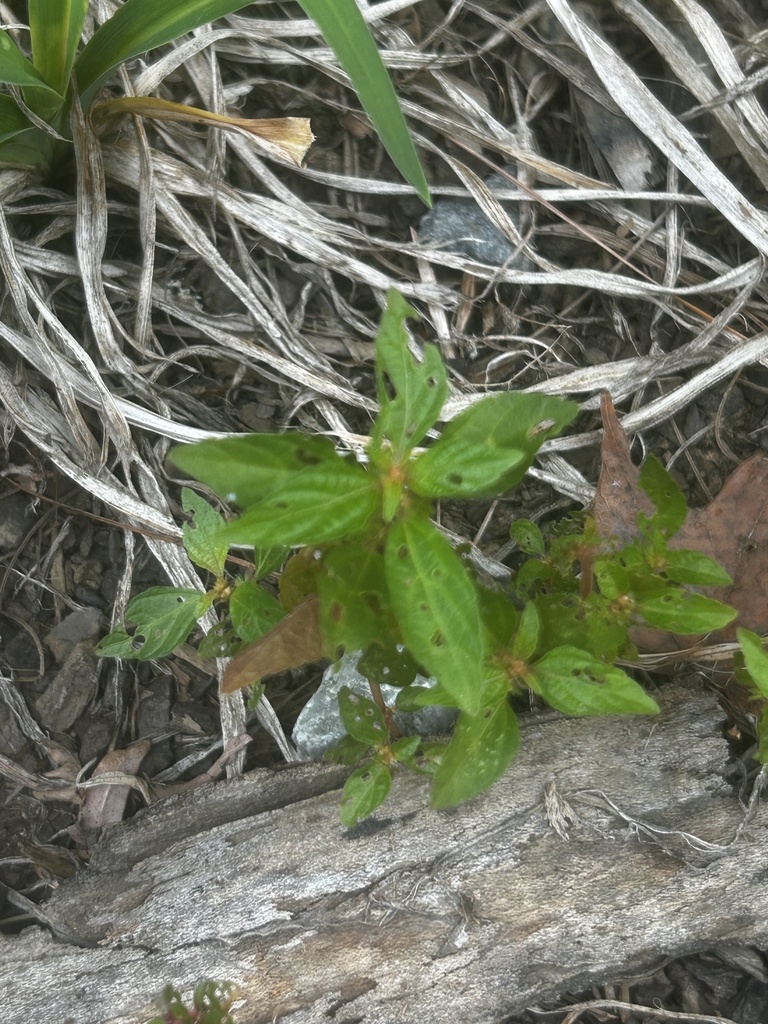 three-seeded mercuries from Appalachian State University, Boone, NC, US ...