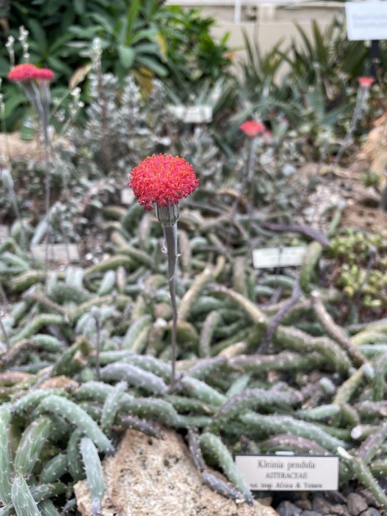 Kleinia pendula