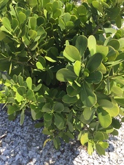 Scaevola plumieri
