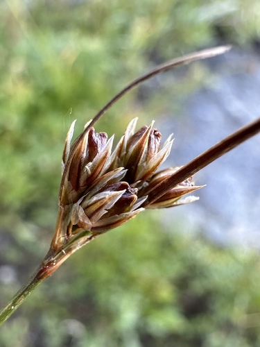 Image of Juncus confusus by (c) Matt Berger, some rights reserved (CC BY)