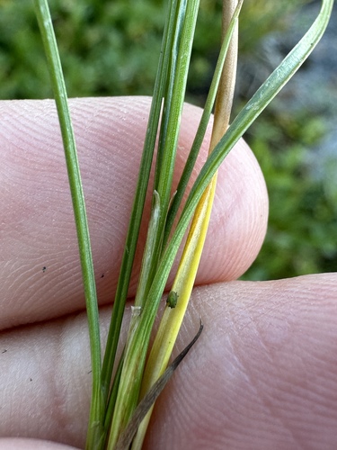 Image of Juncus confusus by (c) Matt Berger, some rights reserved (CC BY)