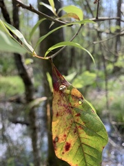 Araneus miniatus