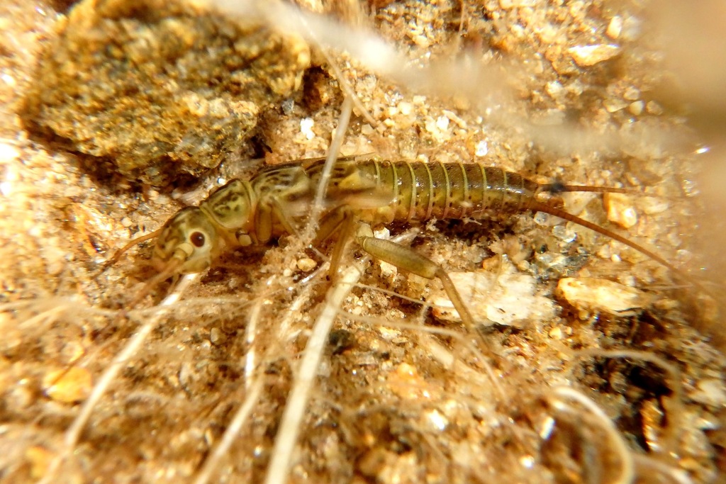 Guadalgenus