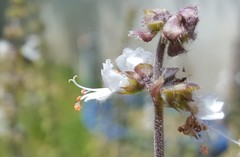 Ocimum basilicum