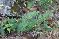 Blechnum hastatum
