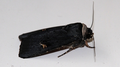 Proteuxoa cinereicollis