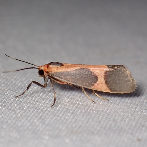 Martin's Lichen Moth photo 2