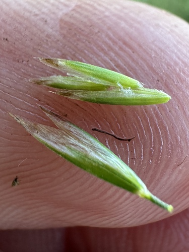 Image of Graphephorum wolfii by (c) Matt Berger, some rights reserved (CC BY)