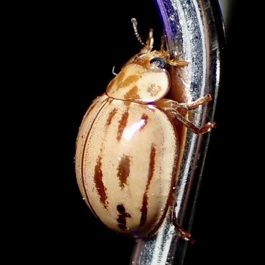 Broken-dashed Lady Beetle