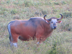 Bos javanicus