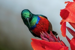Northern Double-Collared Sunbird photo 3