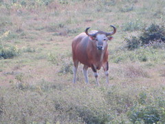 Bos javanicus