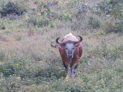 Bos javanicus