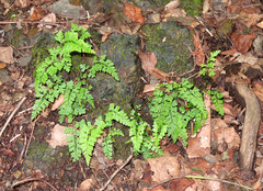 Dennstaedtia wilfordii