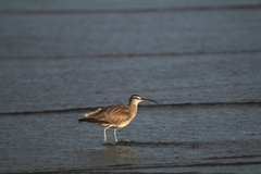 Numenius phaeopus