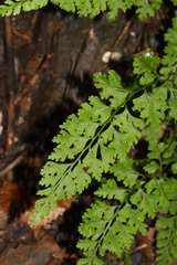 Dennstaedtia wilfordii