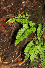 Dennstaedtia wilfordii