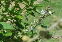 Ocimum basilicum