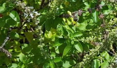 Ocimum basilicum