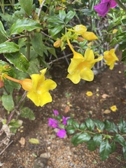 Allamanda cathartica image