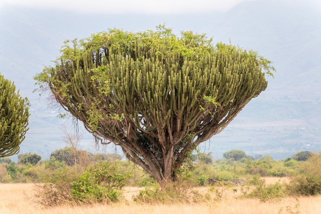 Euphorbia ingens