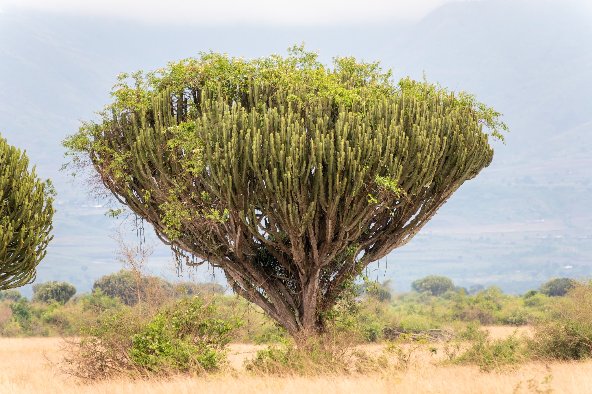 Euphorbia ingens