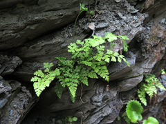 Dennstaedtia wilfordii