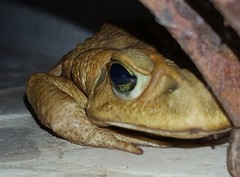 Rhinella icterica